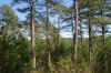 Single tree.jpg (820004 bytes)
